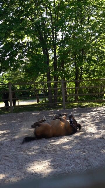 Summer vacay ✌
.
.
.
.
.
#equestrian #fälttävlan #horseriding #eventing #eventinghorses #ponnies #horsesofinstagram #horsestagram